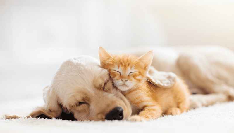 Die besten Krankenversicherungen für Haustiere 2026